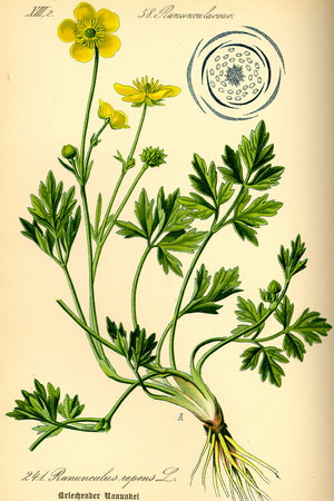 Лютик длиннолистый (Ranunculus lingua L)