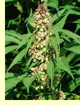 Конопля (Cannabis sativa L.) Конопля (Cannabis sativa L.)