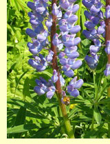 Люпин (Lupinus) Люпин (Lupinus)