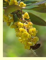 Барбарис обыкновенный (Berberis vulgaris L. )