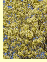 Ива бредина, или козья ива (Salix Caprea L.)