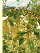 Чернотал, верболоз, или пятитычинковая ива (S. pentandra L.)