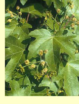 Клен полевой, покленок, клен равнинный, полевой неклен (Acer campestre L.)