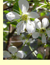 Вишня (Prunus cerasus L)