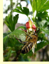 Крыжовник (Ribes grossularia L)
