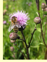 Бодяк розовый, или осот полевой (лат. Cirsium arvense)