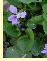 Фиалка дикая (Viola canina L.) и фиалка лесная (V.Riviniana Rchb.)