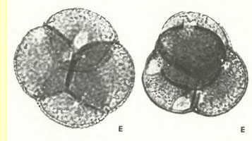 Вереск обыкновенный (Calluna vulgaris Salisb.) - пыльцевые зерна