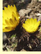 Адонис амурский, горицвет весенний (Adonis amurensis)