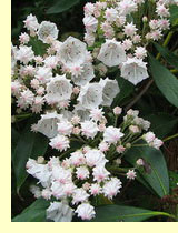 Лавр горный, или кальмия широколистная (Kalmia latifolia species)