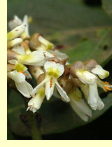 Маакия амурская или акация амурская (Maackia amurensis)