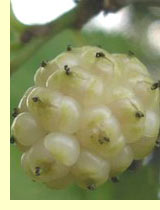 Шелковица, или тутовое дерево, морва (Moras)