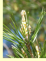 Пихта, ель, сосна и лиственница (Pinus)
