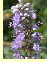 Прутняк обыкновенный, Витекс священный, Авраамово дерево, или Монаший перец (Vitex agnus castus)