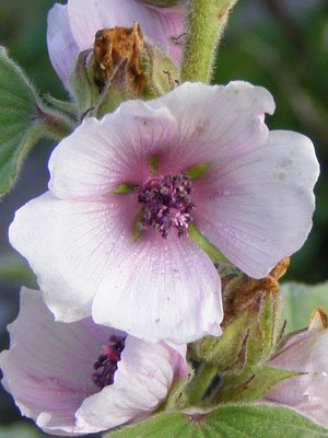 Алтей розовый, или шток-роза (Alcea rosea L)