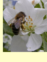 Яблоня (Pyrus malus L)