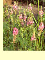 Эспарцет посевной (Onobrychis sativa L.) Эспарцет посевной (Onobrychis sativa L.)