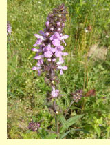 Чистец болотный (Stachys palustris L.)