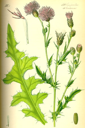 Бодяк полевой, или Розовый осот (лат. Cirsium arvense)